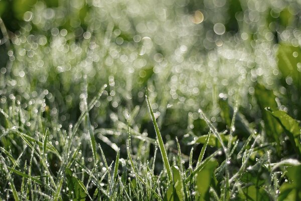 The morning lawn is fresh and beautiful