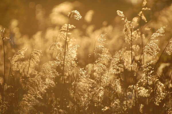 Hohes trockenes beige sonnengeleuchtetes Gras