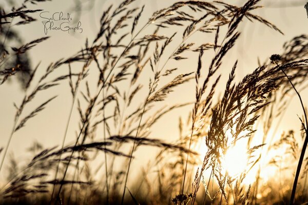 Weizen im Feld bei Sonnenuntergang