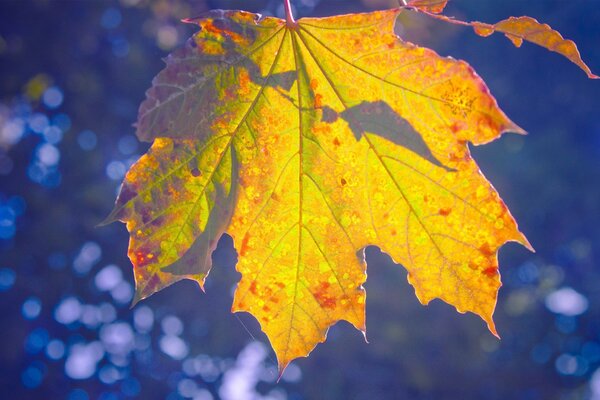 Maple leaf on dark blue background