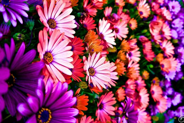 Eine Wand aus hellen, bunten Blumen