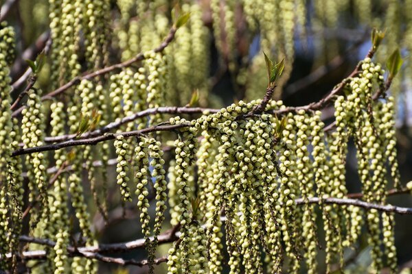 Der Baum blüht und der Frühling kommt