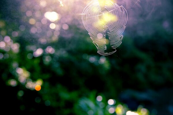 The sun shines through a thin web