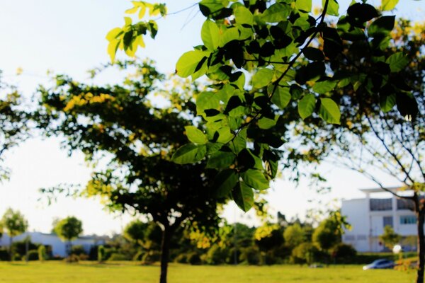 Trees on the lawn with a house in the background