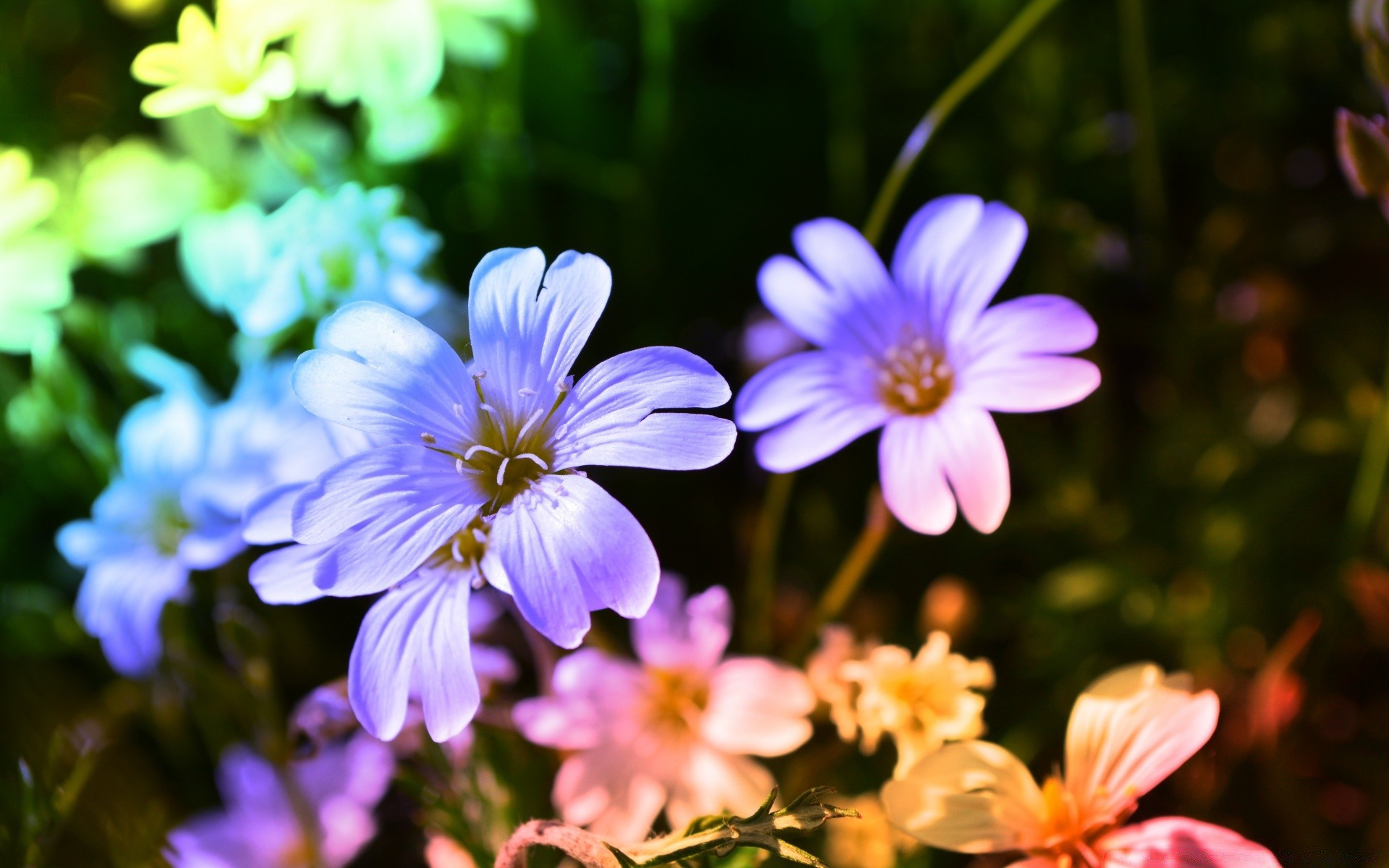 bright colors flower nature garden flora summer color blooming floral petal leaf beautiful season bright field close-up