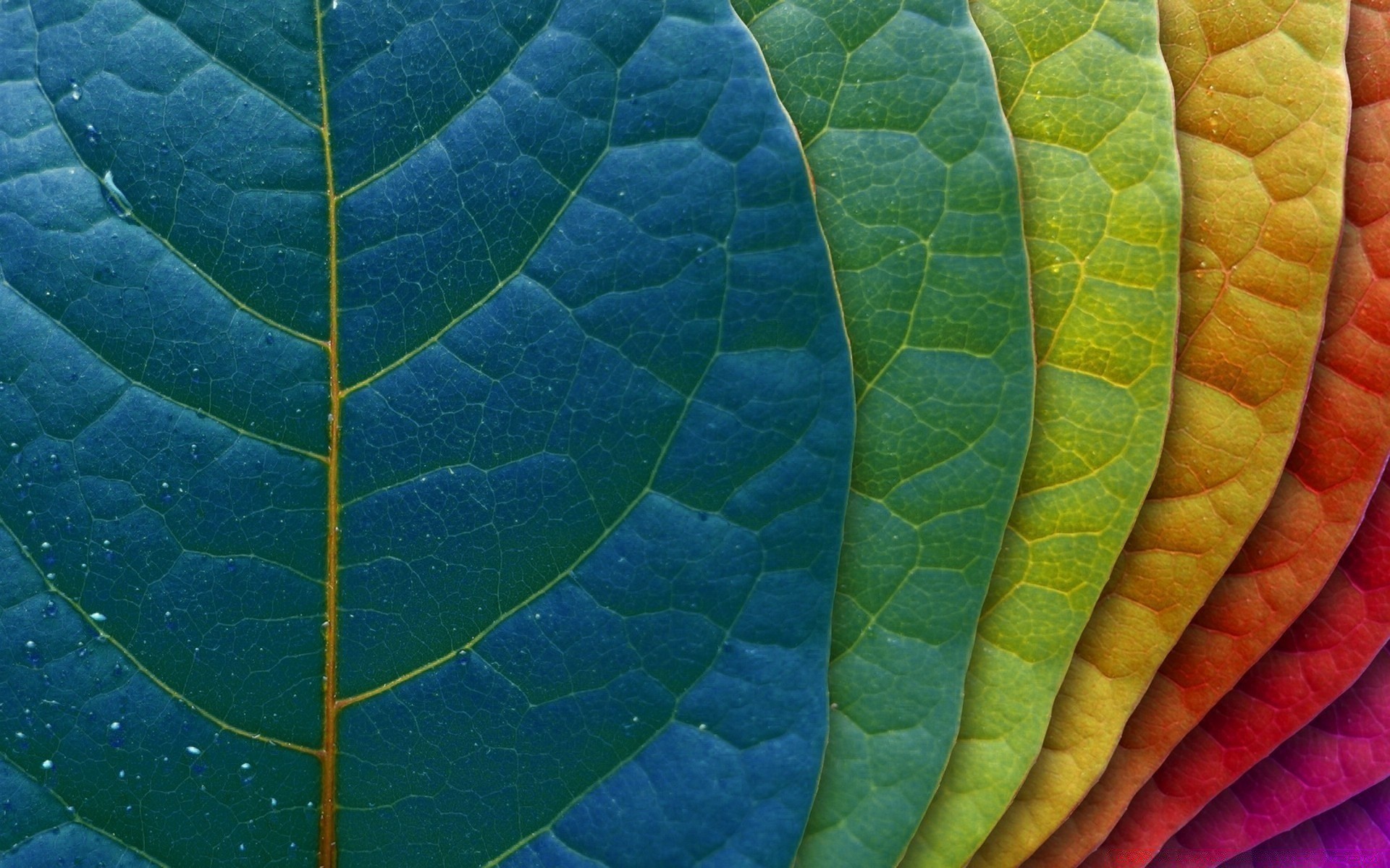 helle farben blatt natur flora wachstum herbst venen hell regen sommer photosynthese tau garten ökologie textur