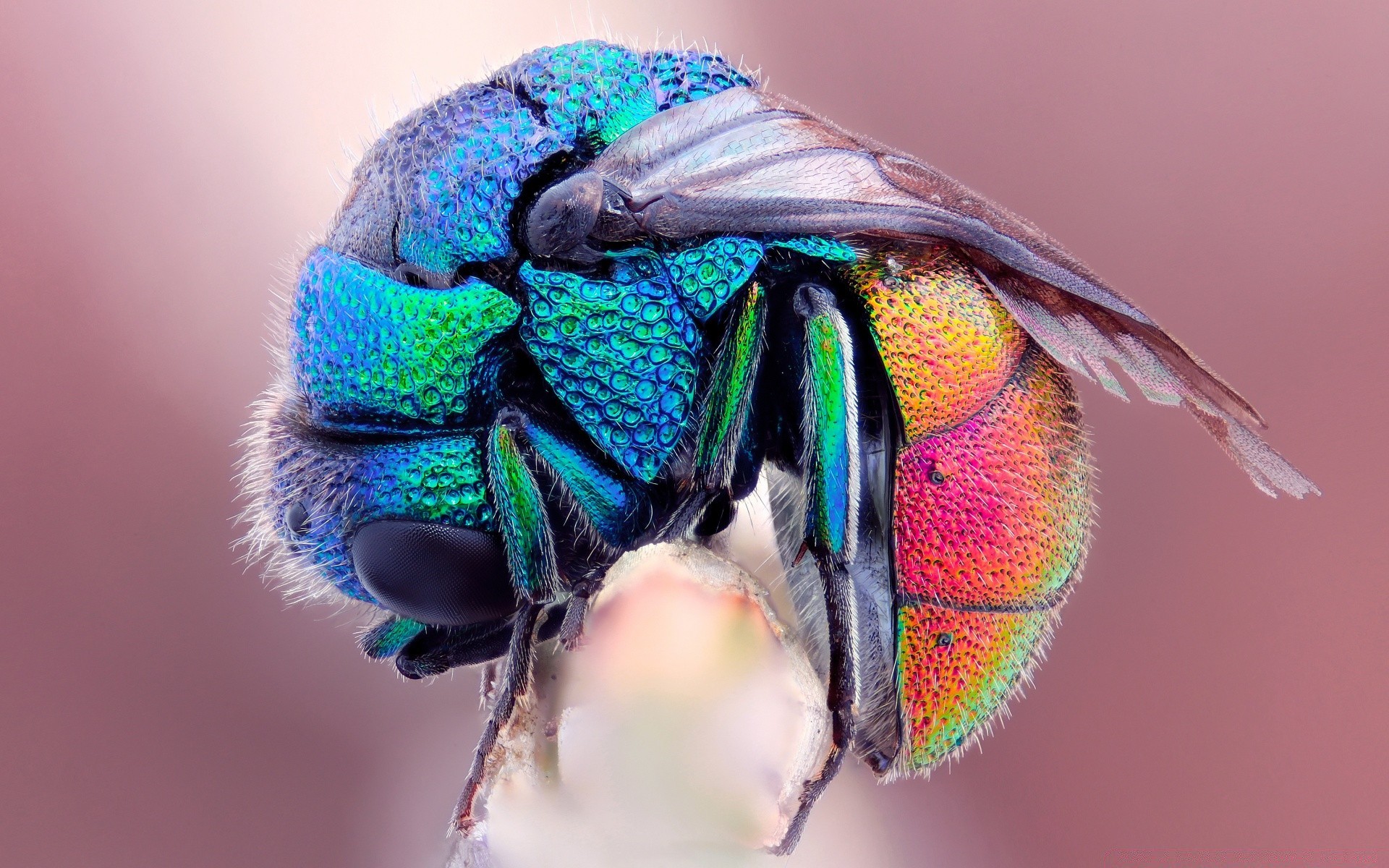 helle farben natur farbe tier tierwelt insekt flügel schön fliegen schließen porträt