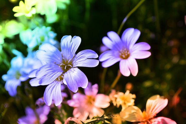 Ein Blumenstrauß aus bunten Blumen in der Sonne