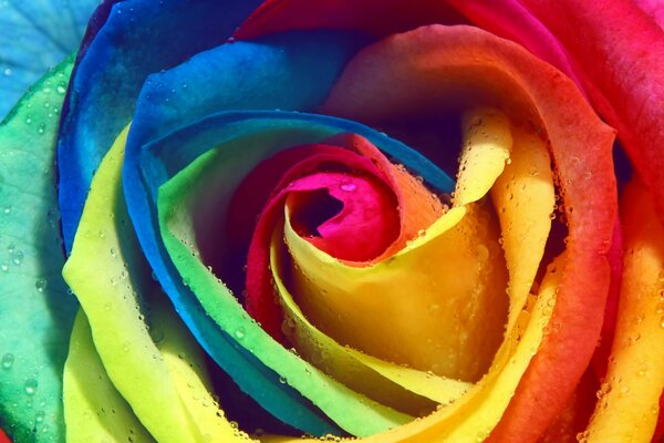 Rose avec des pétales de différentes couleurs