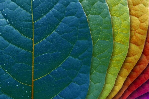 Multicolored paints in the leaves of nature