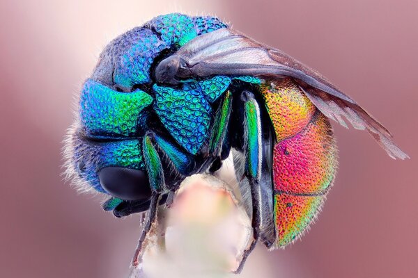 An insect of bright color in an enlarged format