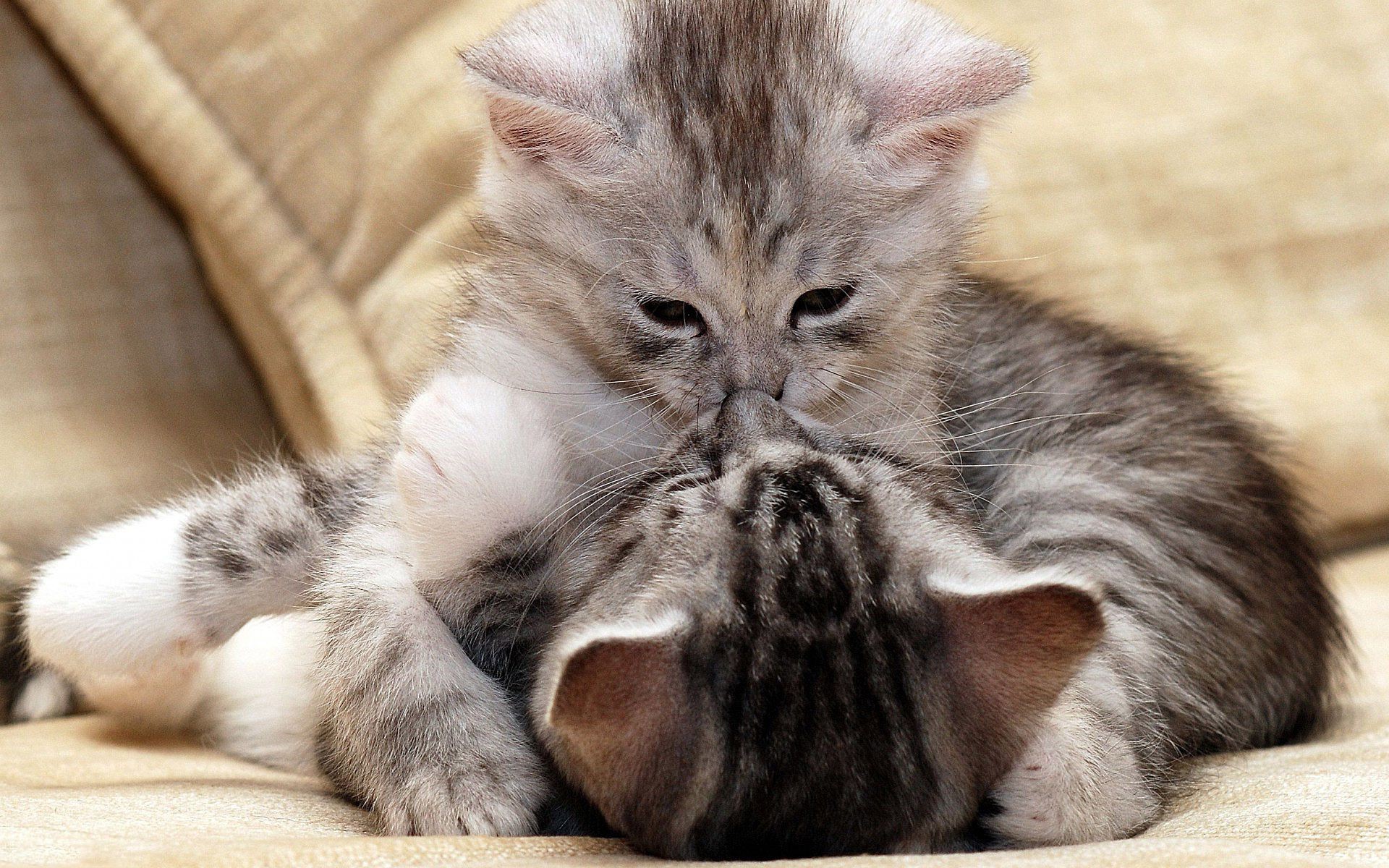 kediler kedi hayvan sevimli yerli evde beslenen hayvan yavru kedi memeli kürk tüylü portre genç küçük kabarık sevimli çocuk uyku oturmak tekir göz safkan