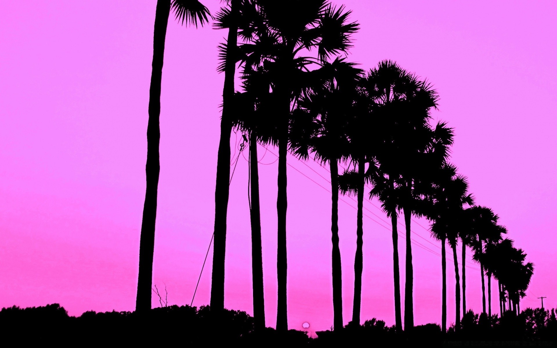 colori vivaci spiaggia albero palma tropicale mare natura tramonto sole oceano esotico silhouette estate isola sabbia cielo cocco