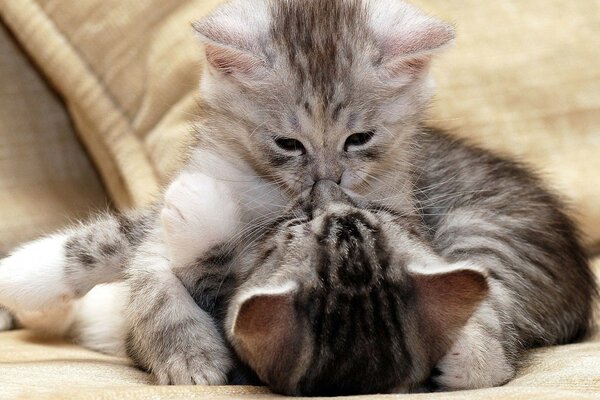 Little grey kittens kissing