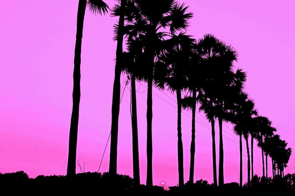 Black palm trees on a pink background