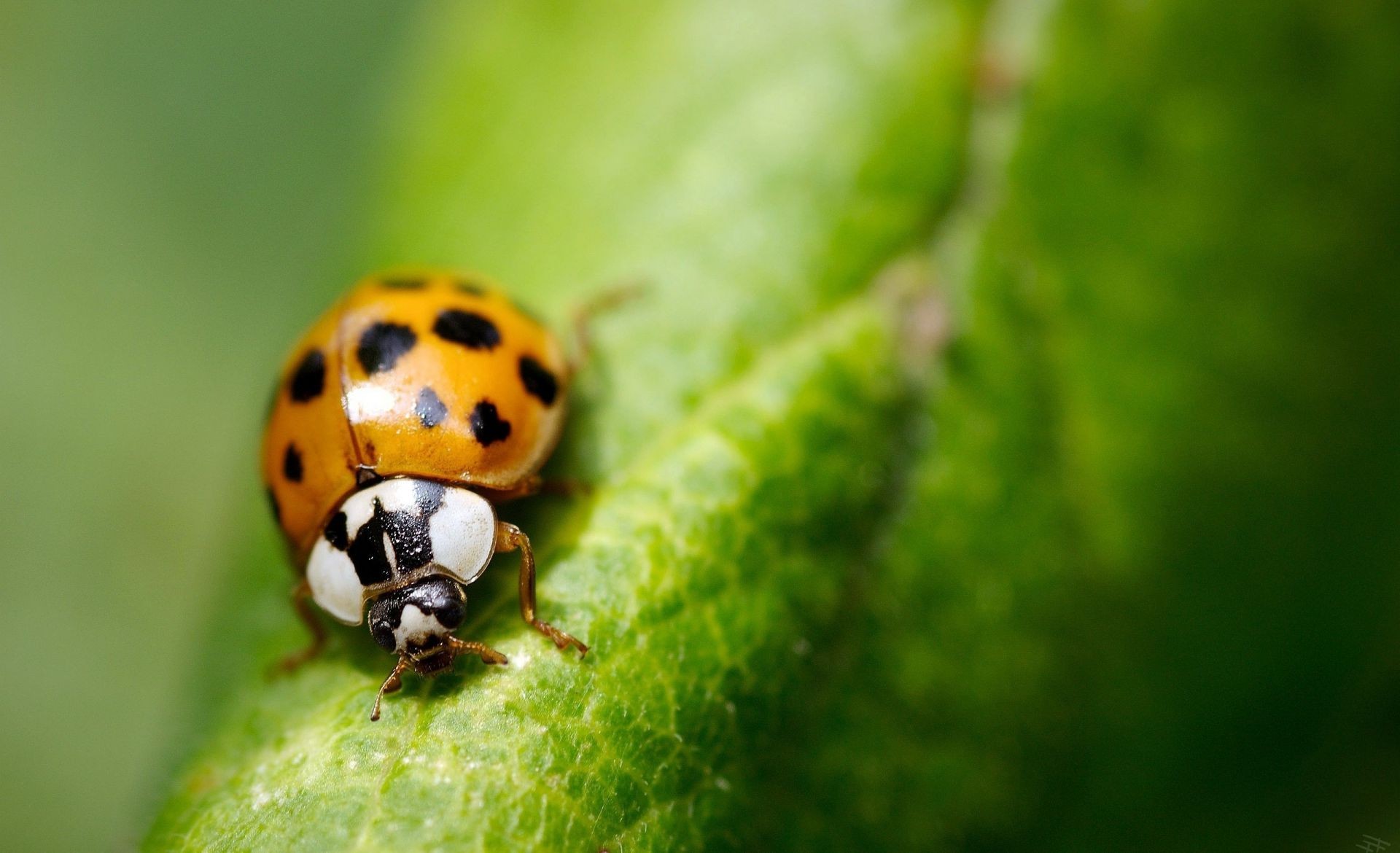 insectes insecte coccinelle coléoptère nature feuille peu biologie été minuscule la faune à l extérieur