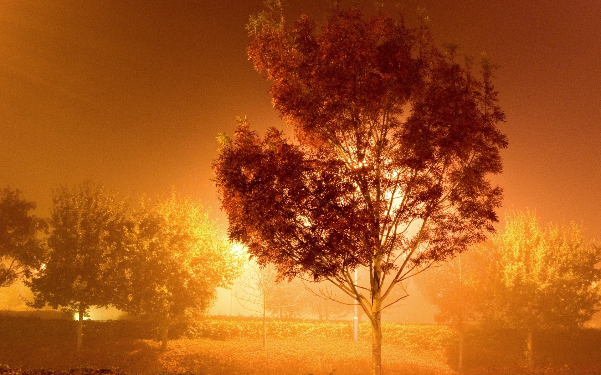 bright colors dawn fog mist landscape sunset tree sun fall weather nature backlit outdoors fair weather sky evening countryside