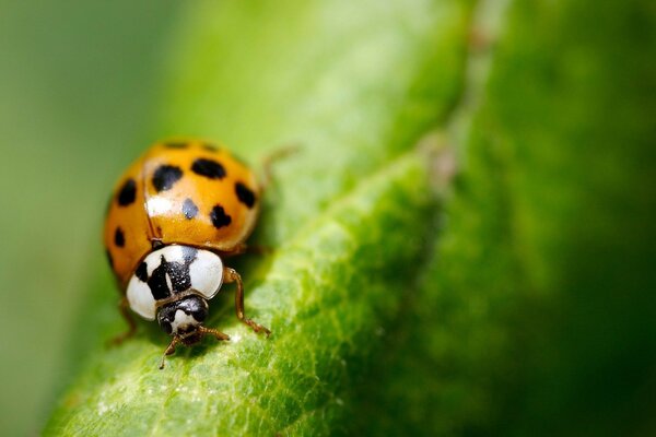 Insetto coccinella primo piano