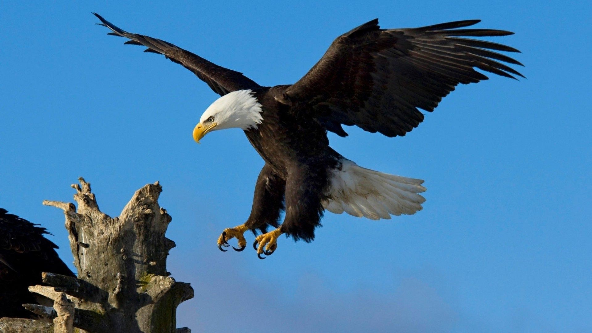 tiere raptor adler vogel weißkopfseeadler tierwelt flug glatze beute tier himmel natur im freien flügel raubtier griffbrett hock freiheit