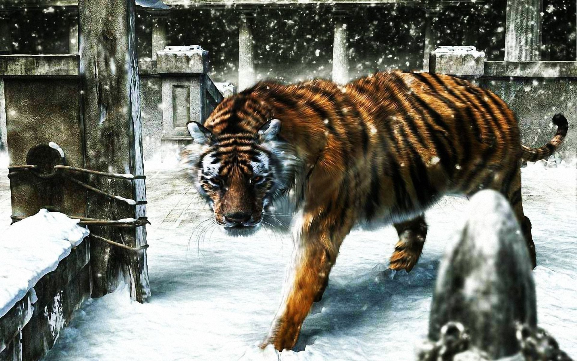 tiger säugetier tierwelt zwei winter schnee tier tageslicht natur wild im freien holz ein zoo