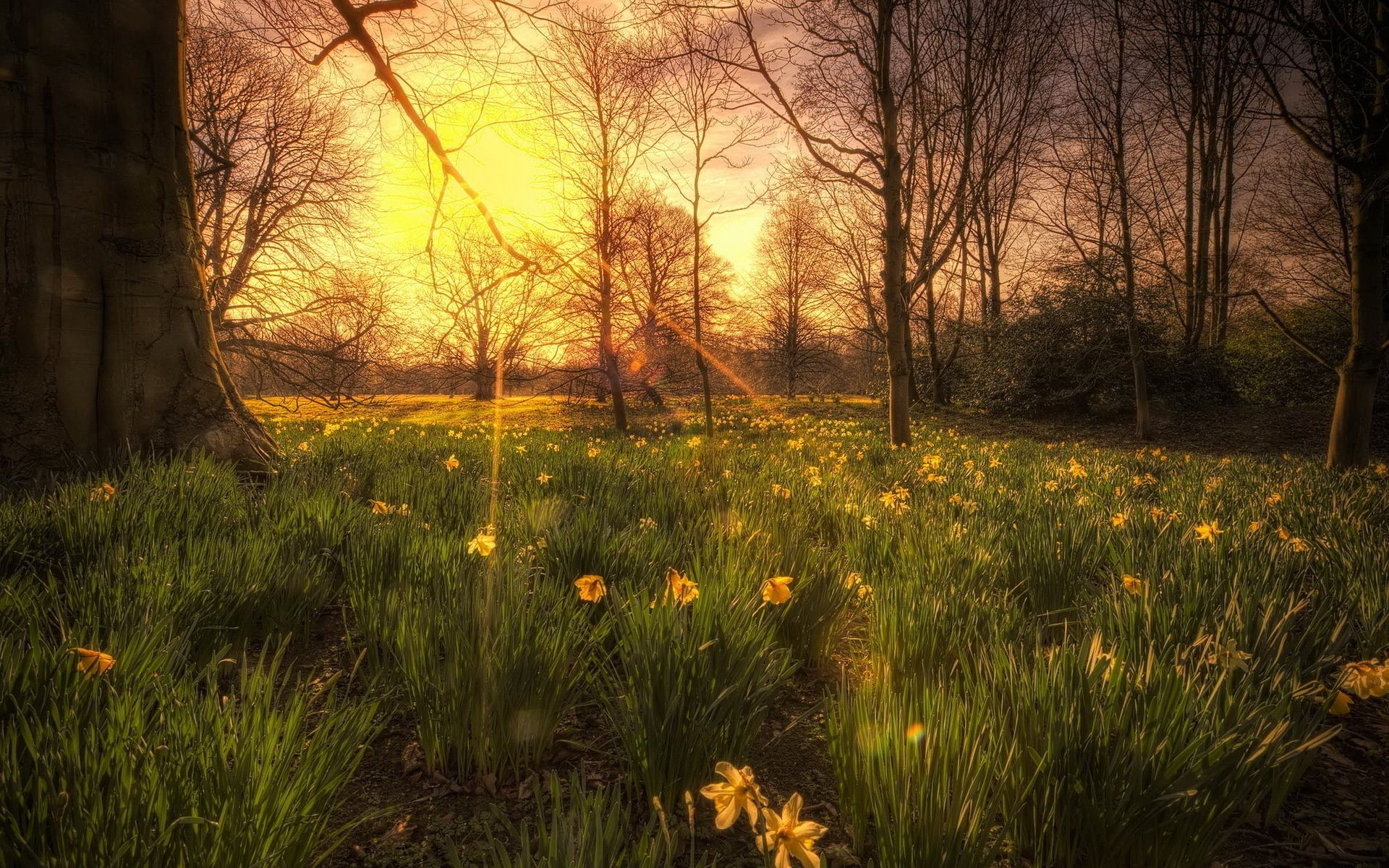 puesta de sol y amanecer paisaje naturaleza amanecer árbol parque madera flor hoja luz otoño sol escénico buen tiempo al aire libre color temporada