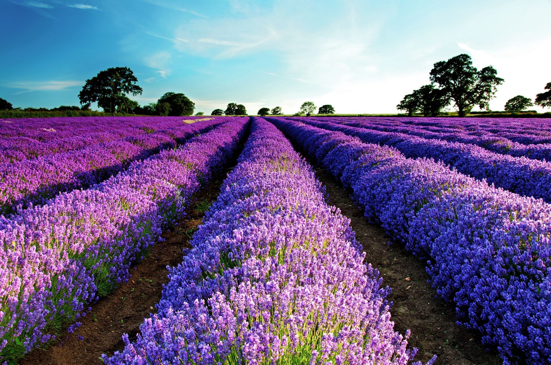 campi prati e valli fiore campo lavanda natura flora bloom giardino colore agricoltura paesaggio violet estate rurale all aperto floreale campagna fattoria stagione