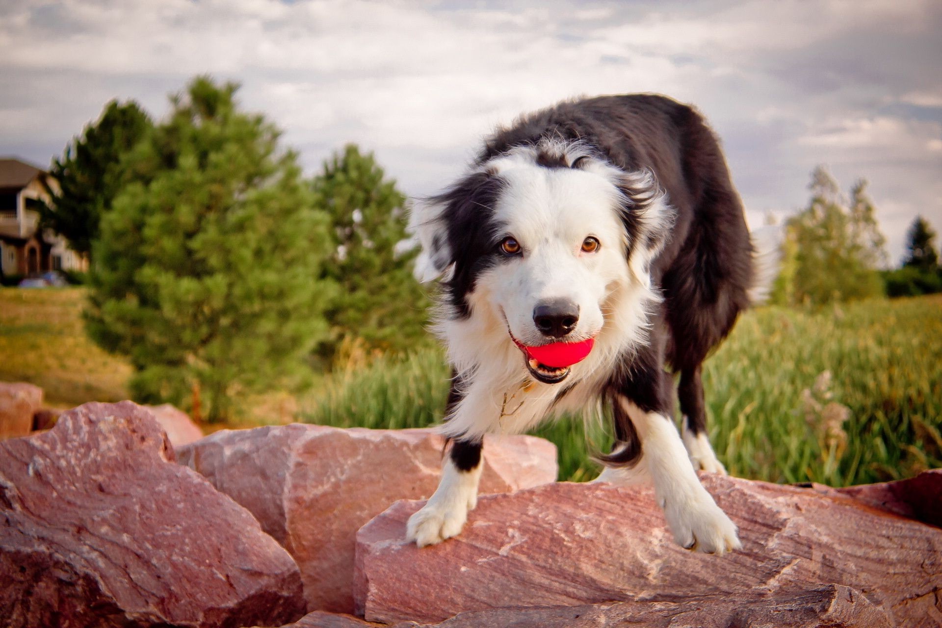 hunde hund natur im freien niedlich tier sommer