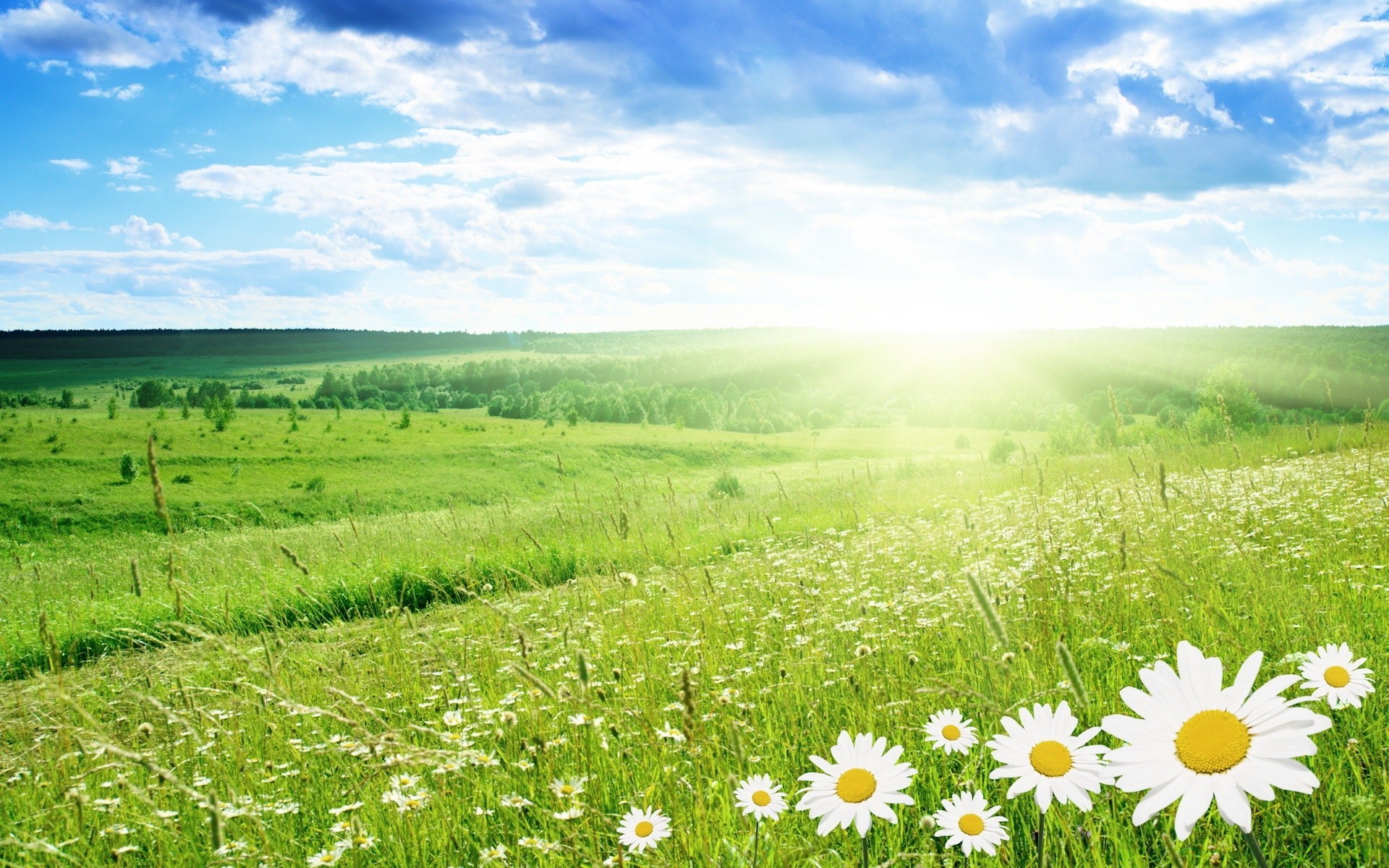 créativité foin champ été herbe nature rural paysage ciel pâturage flore lumineux beau temps campagne croissance scène soleil à l extérieur fleur idylle