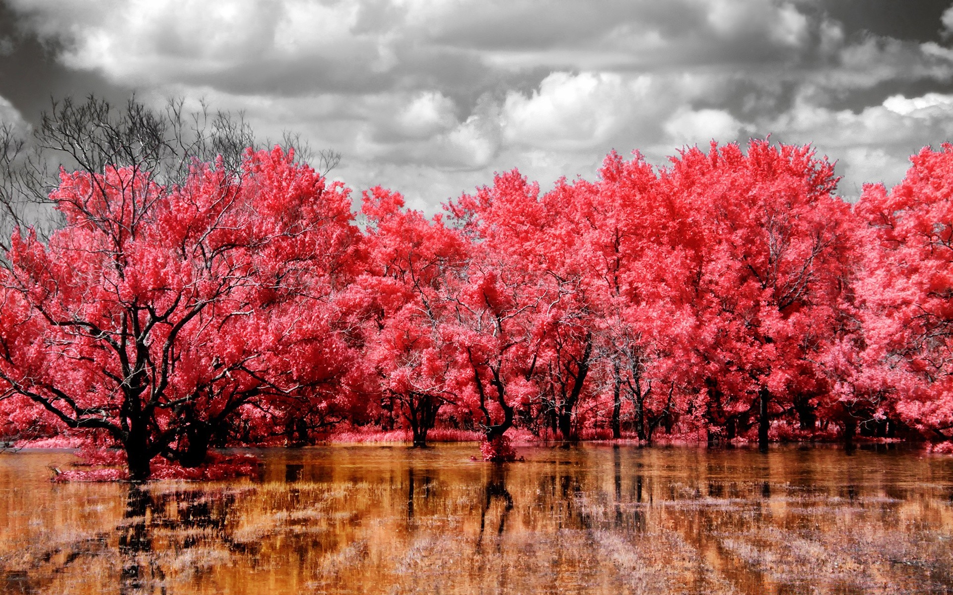 créativité arbre paysage saison nature branche parc extérieur flore lumineux scène couleur fleur feuille ciel automne jardin paysage scénique environnement