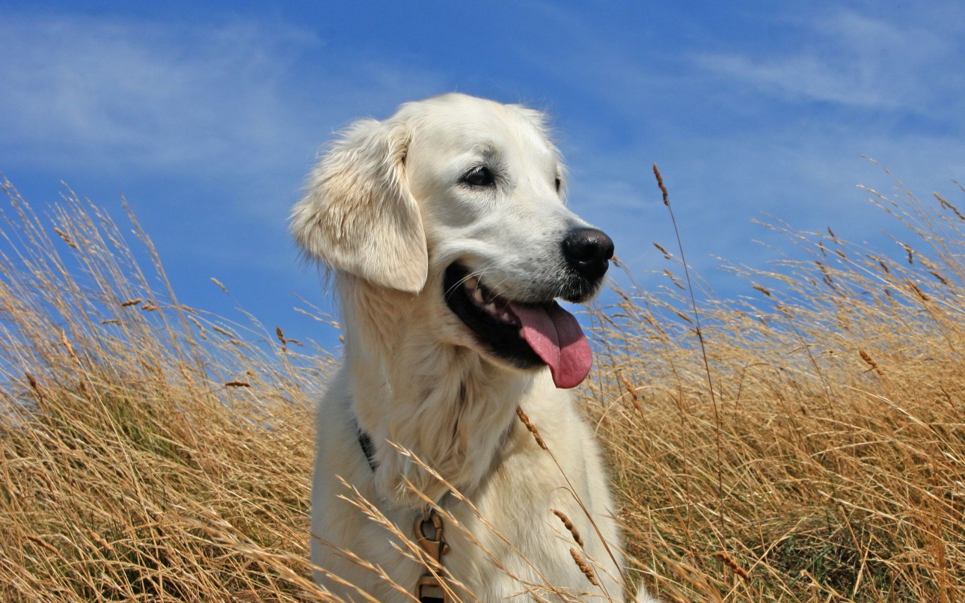 cani cane erba animale ritratto natura animale domestico mammifero carino canino campo estate cielo