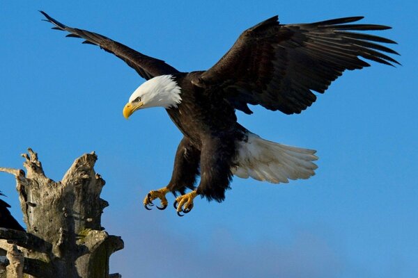 Fliegender Adler ist ein riesiger Vogel Raubtier