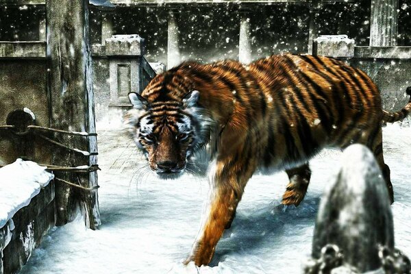 Tiger in freier Wildbahn geht durch den Schnee