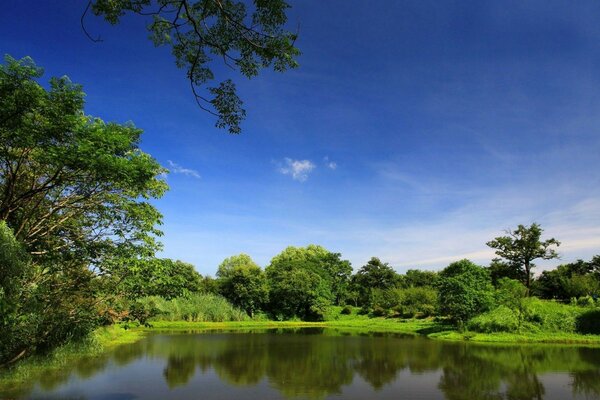 Paysage de lac et forêt verte