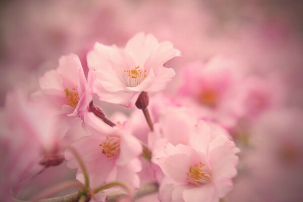 鲜花粉红春天自然花园