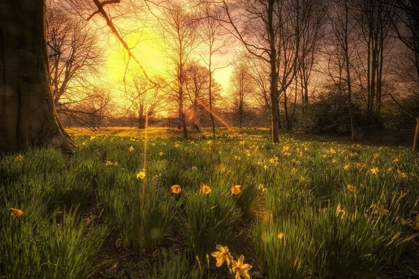 Paesaggio di bellissimo tramonto nella foresta