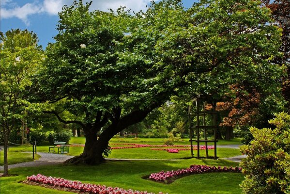 Um canteiro de flores e uma grande árvore no parque