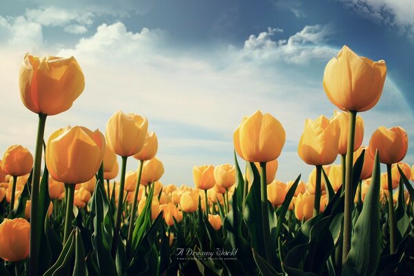 A field of yellow tulips against a blue sky