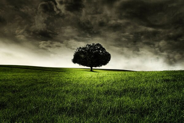एक हरे घास के मैदान पर अंधेरे में एक अकेला पेड़ । सीसे का आकाश। एक पूर्वाभास। तूफान से पहले । लैंडस्केप