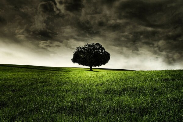 Uma árvore solitária na escuridão de um prado verde. Céu de chumbo. Pressentimento. Antes da tempestade. Paisagem