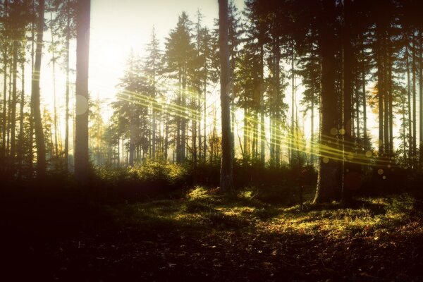 غابة في أشعة الشمس