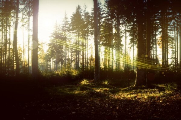 Wald in der Sonne