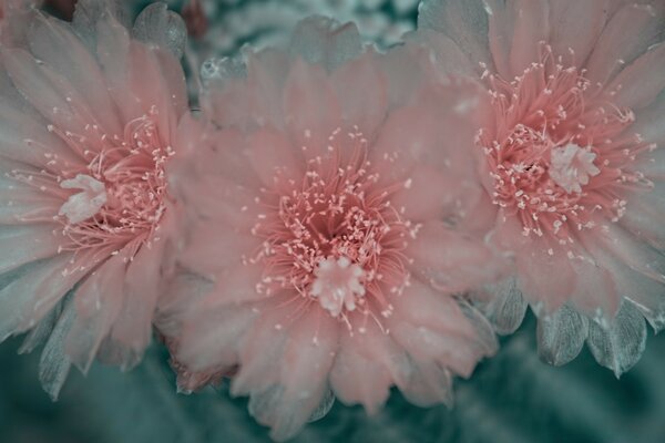 Piękne zdjęcie różowych kwiatów