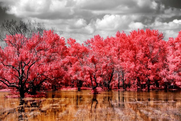 Arbres rouges sur fond de ciel gris