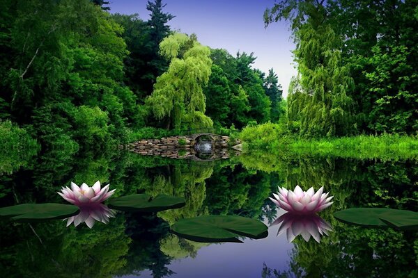 Piscina nel bosco con belle ninfee