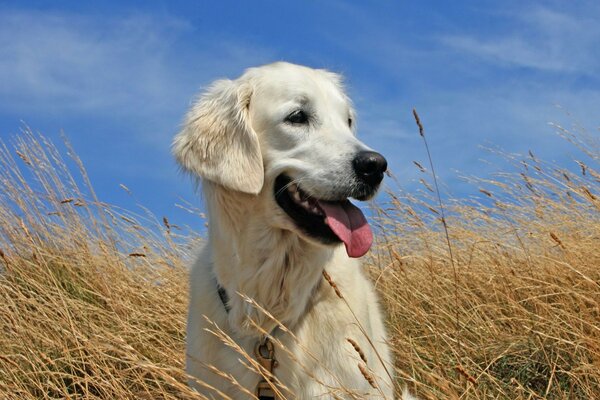 Perro Retriever campo alegría verano