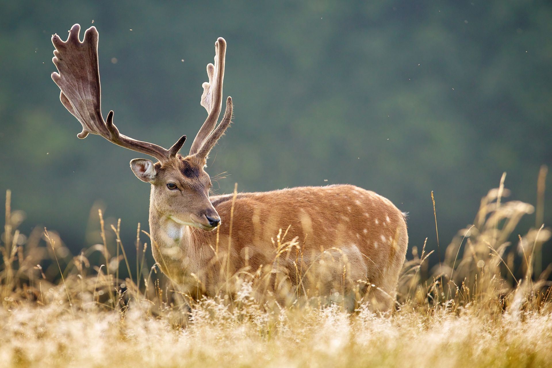 hirsch gras tierwelt säugetier natur geweih tier tank wild heuhaufen im freien feld junggesellenabschied