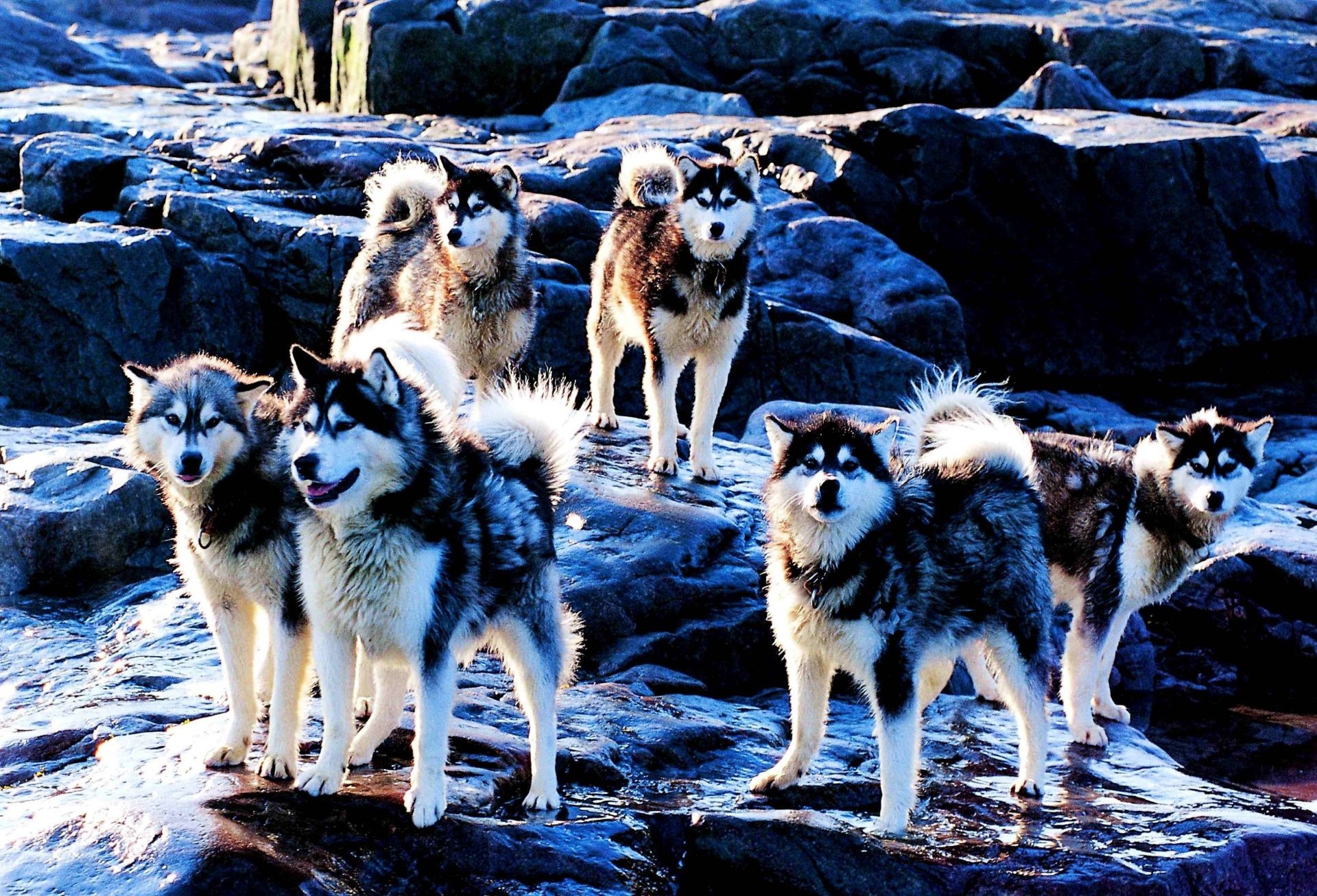 dogs mammal canine dog wolf animal frosty nature wildlife wild fur outdoors