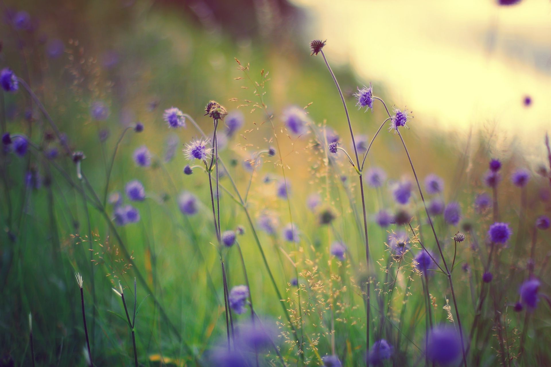 wildflowers flower field nature hayfield summer grass flora outdoors blur rural fair weather garden growth sun floral color wild bright blooming