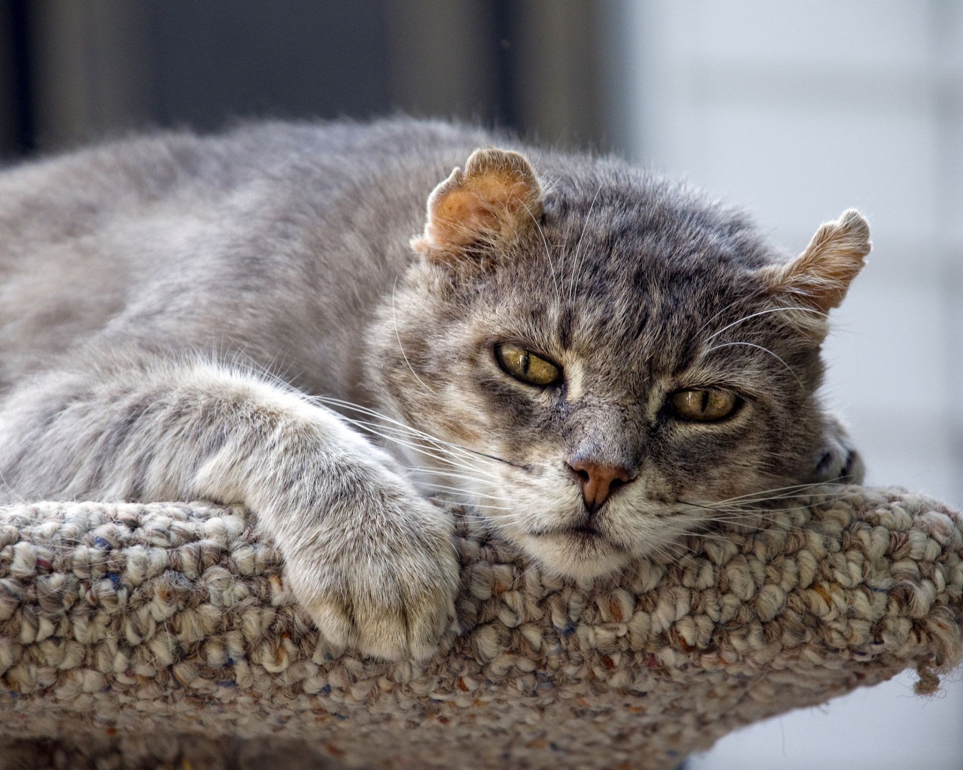 chat chat chaton mignon animal mammifère domestique fourrure animal gris adorable oeil jeune moelleux aperçu cheveux portrait peu duveteux tabby moustache