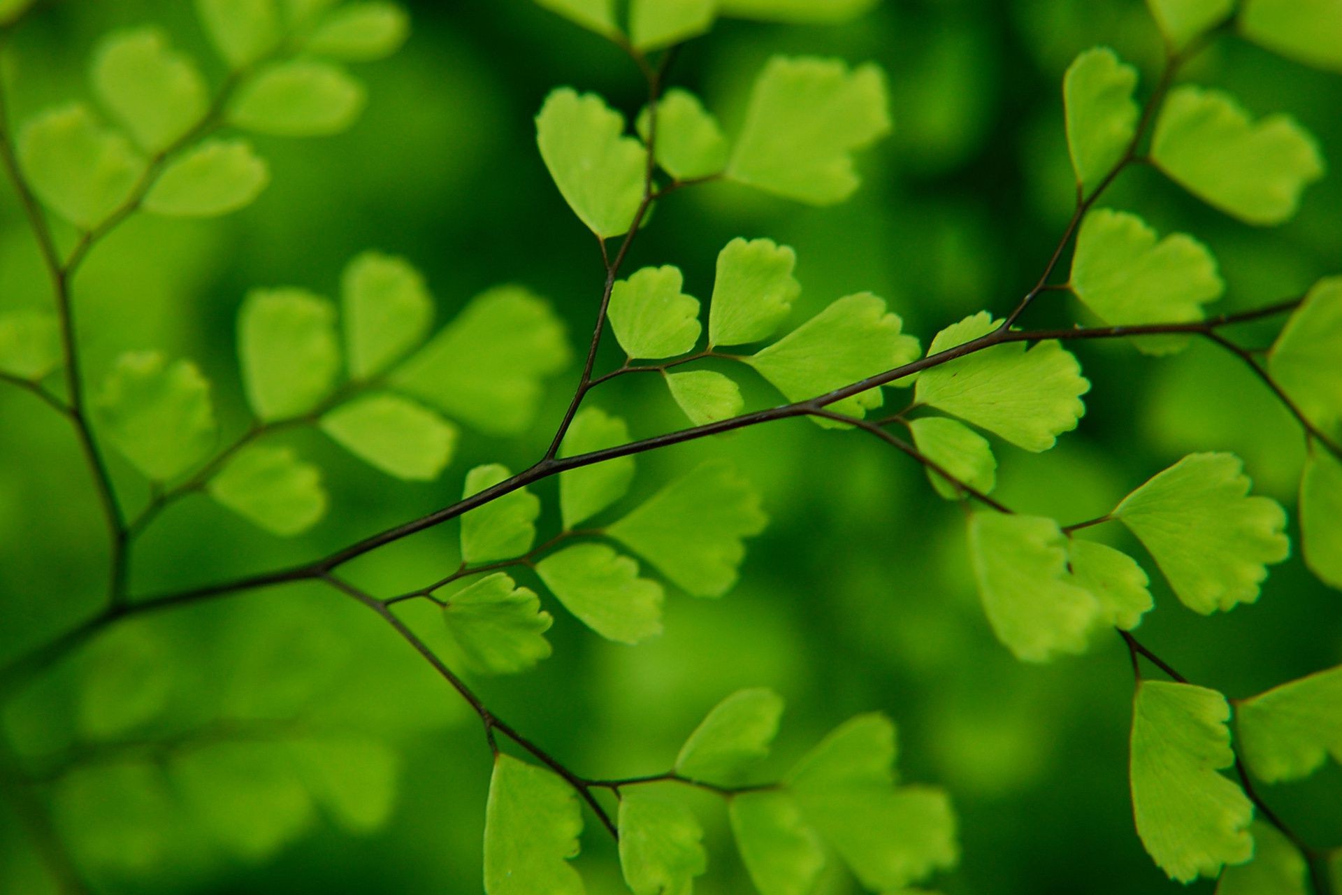 hojas hoja flora crecimiento desenfoque naturaleza exuberante medio ambiente jardín verano lluvia al aire libre ecología árbol sol buen tiempo